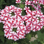 Verbena Lanai® Candy Cane 1