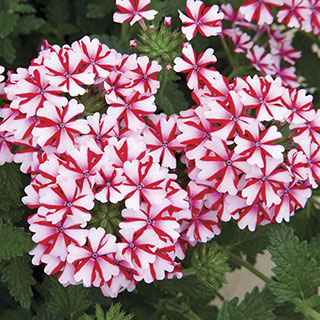 Verbena Lanai® Candy Cane