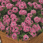 Verbena Lanai® Candy Cane 1