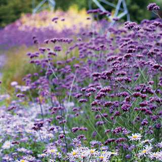 Verbena bonariensis Seeds