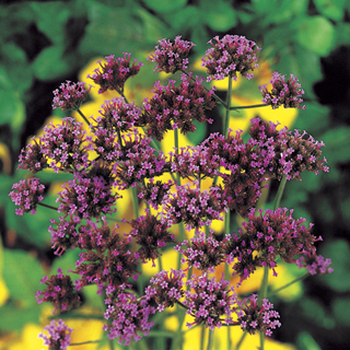 Verbena bonariensis Seeds