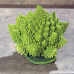 Veronica Cauliflower Seeds 1