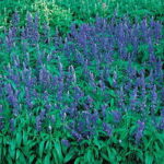 Victoria Salvia Seeds 1