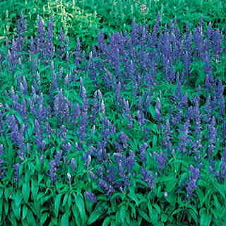 Victoria Salvia Seeds