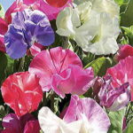 Villa Roma Formula Mix Sweet Pea Seeds 1