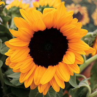 Vincent's® Choice Sunflower Seeds