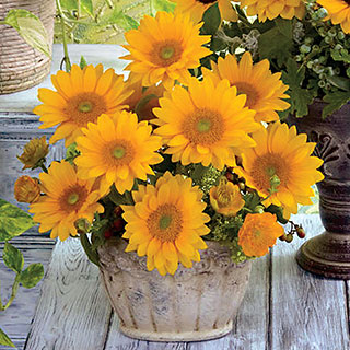 Vincent's® Fresh Sunflower Seeds