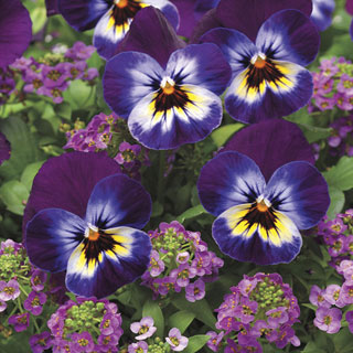 Viola/Alyssum Wine Cooler Fuseable Seeds