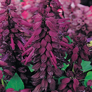 Vista Purple Salvia Seeds