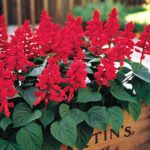 Vista Red Salvia Seeds 1