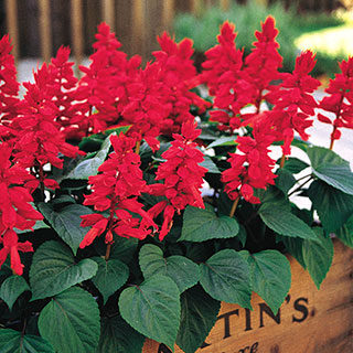 Vista Red Salvia Seeds