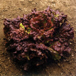 Vulcan Lettuce Seeds 1