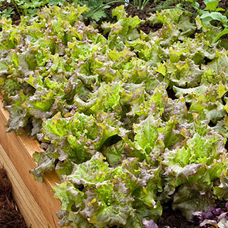 Vulcan Lettuce Seeds