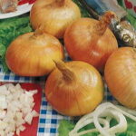 Walla Walla Sweet Onion Seeds (P) Pkt of 200 seeds 1