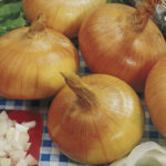 Walla Walla Sweet Onion Seeds (P) Pkt of 200 seeds 1