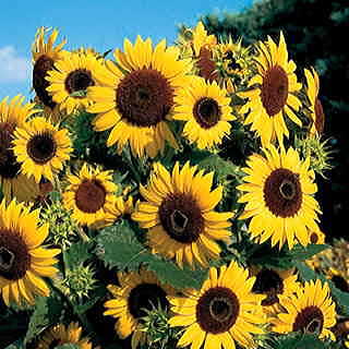 Waooh! Sunflower Seeds
