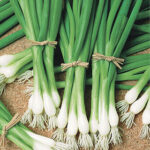 Warrior Bunching Onion Seeds 1