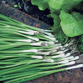 Warrior Bunching Onion Seeds