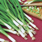 Warrior Bunching Onion Seeds 1