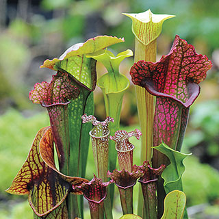 Webbed Goblets and Chalices Pitcher Plant Seeds