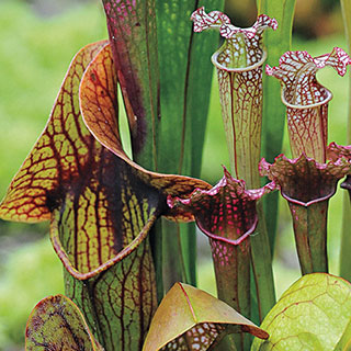 Webbed Goblets and Chalices Pitcher Plant Seeds