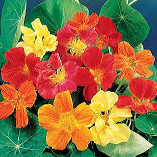 Whirlybird Mix Nasturtium Seeds