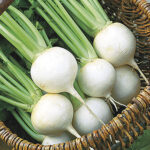 White Ball Hybrid Turnip Seeds 1