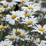 White Breeze Shasta Daisy Seeds 1