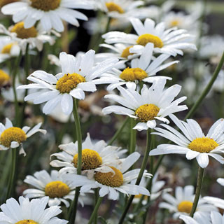 White Breeze Shasta Daisy Seeds