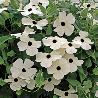 White-Eyed Susie Black-Eyed Susan Seeds