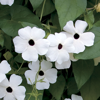 White-Eyed Susie Black-Eyed Susan Seeds