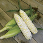 White Mirai® 421 Corn Seeds 1