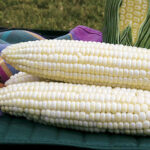 White Mirai® 421 Corn Seeds 1