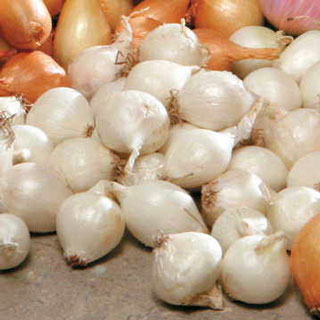 White Onion Bulbs - Pack of 80