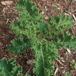 White Russian Kale Seeds 1