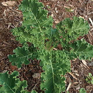 White Russian Kale Seeds