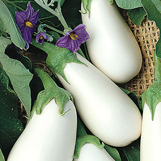 White Star Hybrid Eggplant Seeds