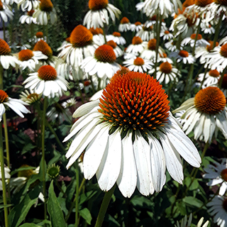 White Swan Coneflower Seeds