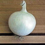 Whitewing Hybrid Onion Seeds 1