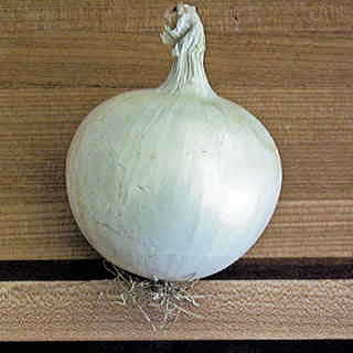 Whitewing Hybrid Onion Seeds