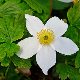 Wild Swan™ Windflower