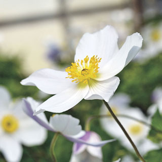 Wild Swan™ Windflower