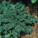 Winterbor Hybrid Kale Seeds 1
