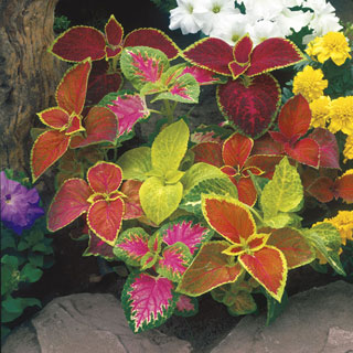 Wizard Mix Coleus Seeds