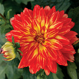 XXL Tabasco Dahlia (pack of 3)