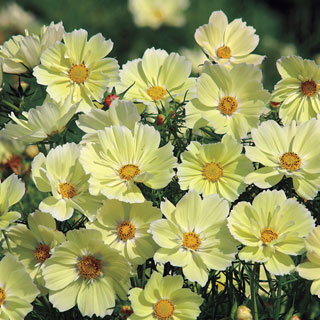 Xanthos Cosmos Seeds