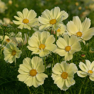 Xanthos Cosmos Seeds