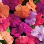 Xtreme™ Utopia Mix Impatiens Seeds 1