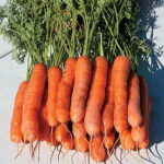 Yaya Hybrid Carrot Seeds 1