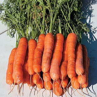 Yaya Hybrid Carrot Seeds